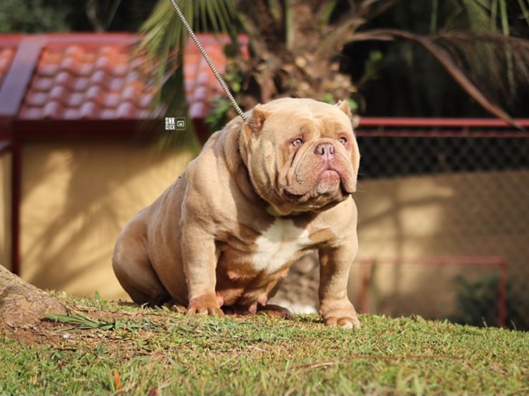 BULLYING por ser CABELUDO, Veja o que os cabeludos sofrem Com Ale  Pierozan Canal: Macho Alpha Insta: @flaminodoug, By Flamino Doug